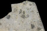 Plate Of Ceraurus Trilobites - Walcott-Rust Quarry, NY #133173-3